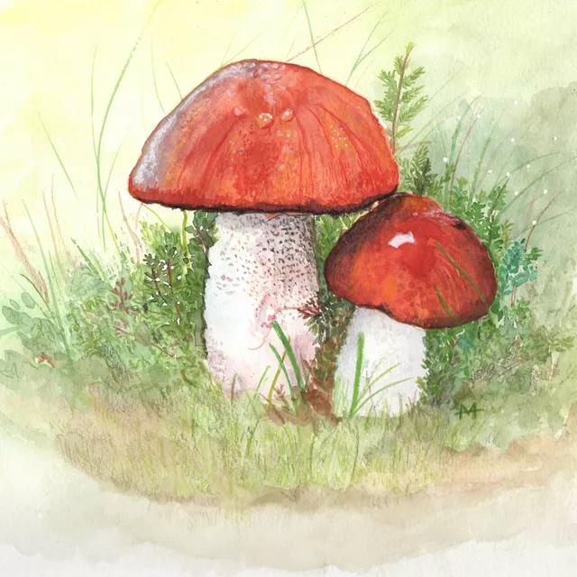 Kissen Roter Pilz - Aquarell