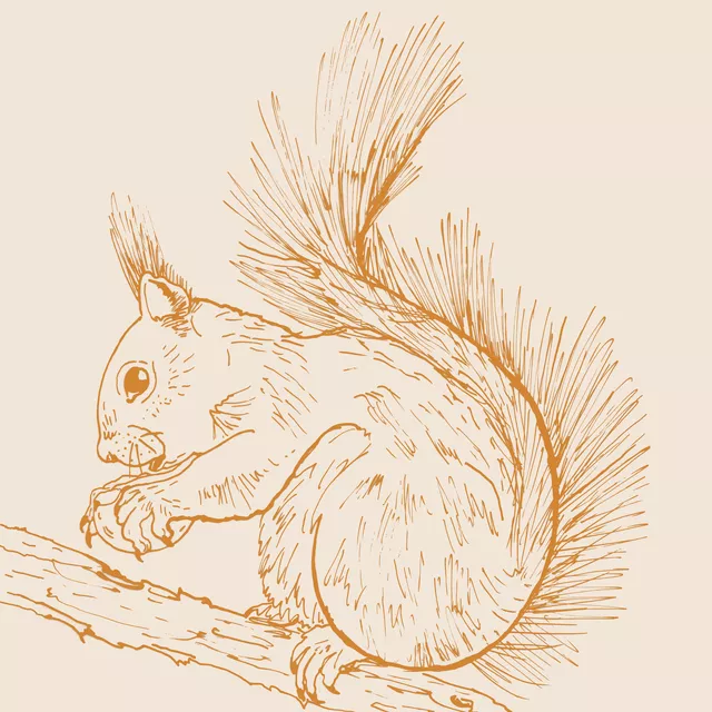 Tischset Tusche Eichhörnchen