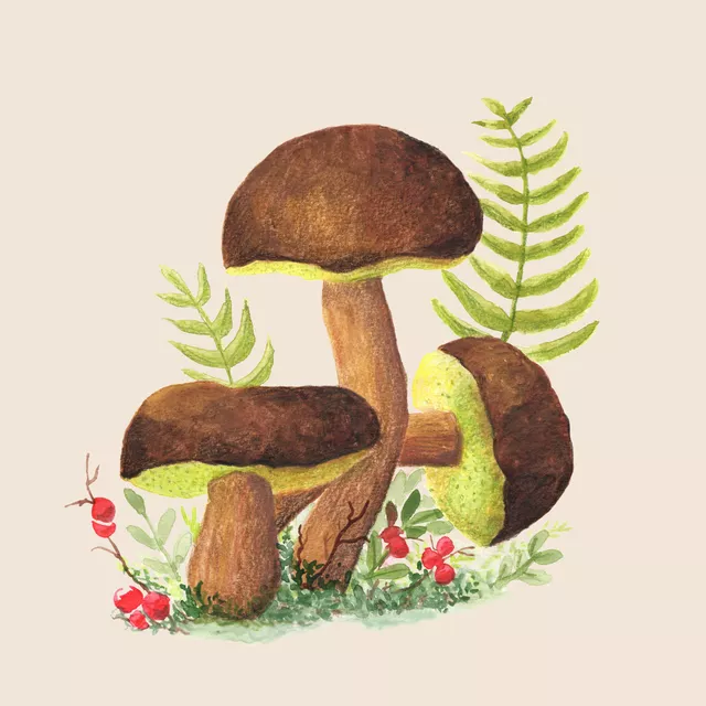 Tischset Marone Herbst Pilz