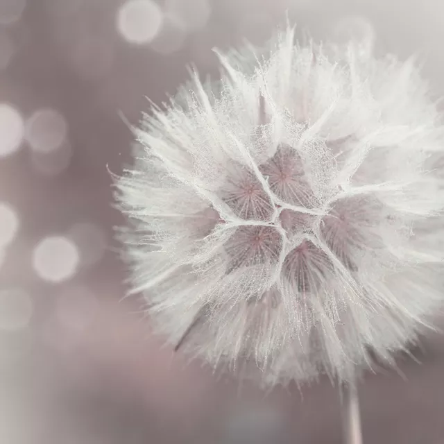 Servietten Dreamy Dandelion