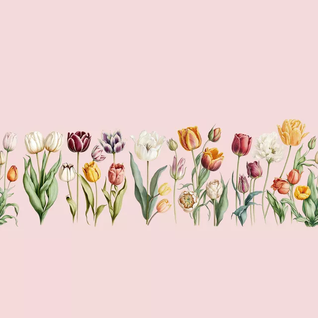 Tulpen Nostalgie pink
