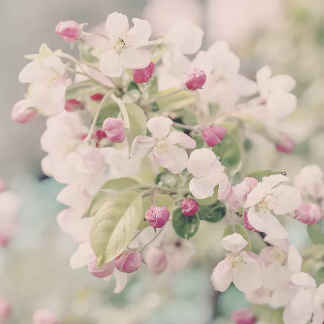 Sitzkissen Apfelblüte