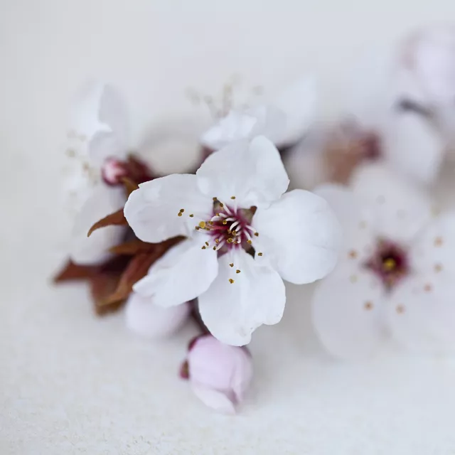 Kissen Sakura