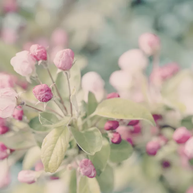 Sitzkissen Apfelblüte 2