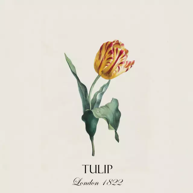 Geschirrtücher Nostalgische Tulpe