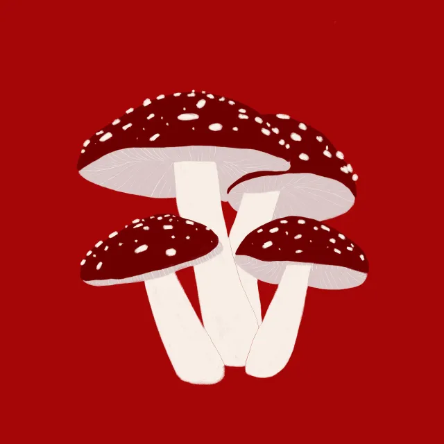 Rot