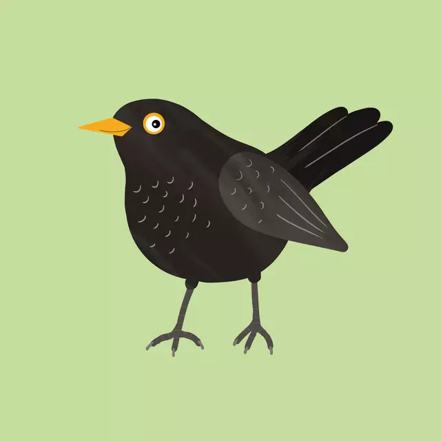 Kissen Kecke Amsel