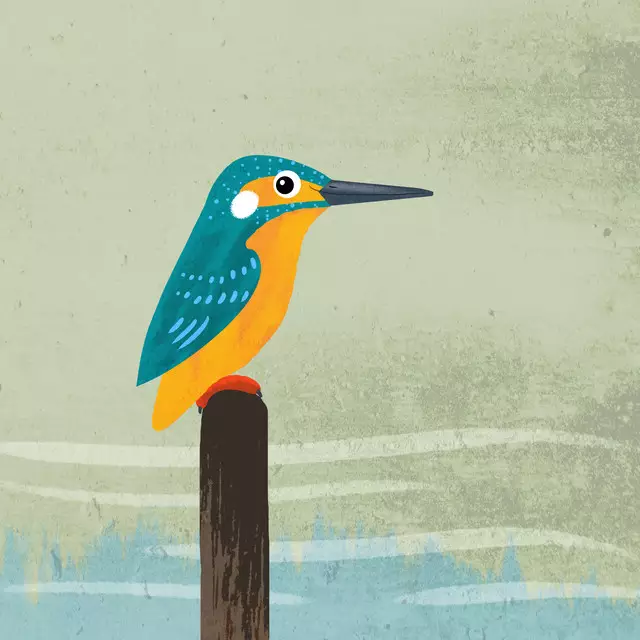 Geschirrtücher Eisvogel