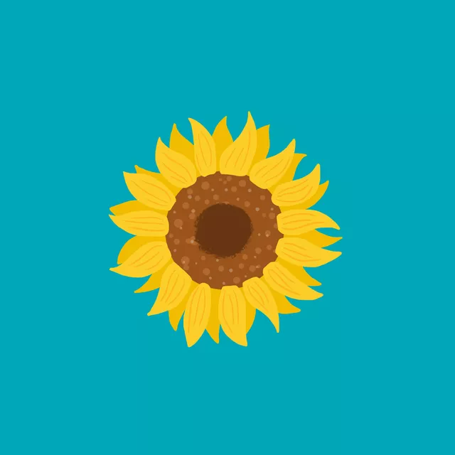Sonnenblume