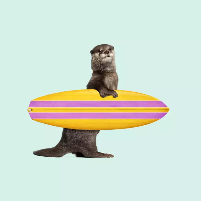 Geschirrtücher Surfing Otter