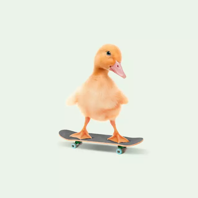 Skateboarding Duck