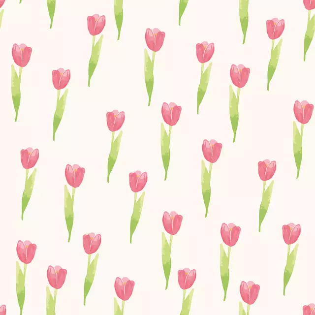 Tulpen Tulips