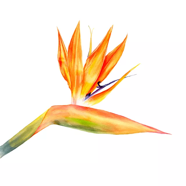 Kissen Tropical Vibes Strelitzie