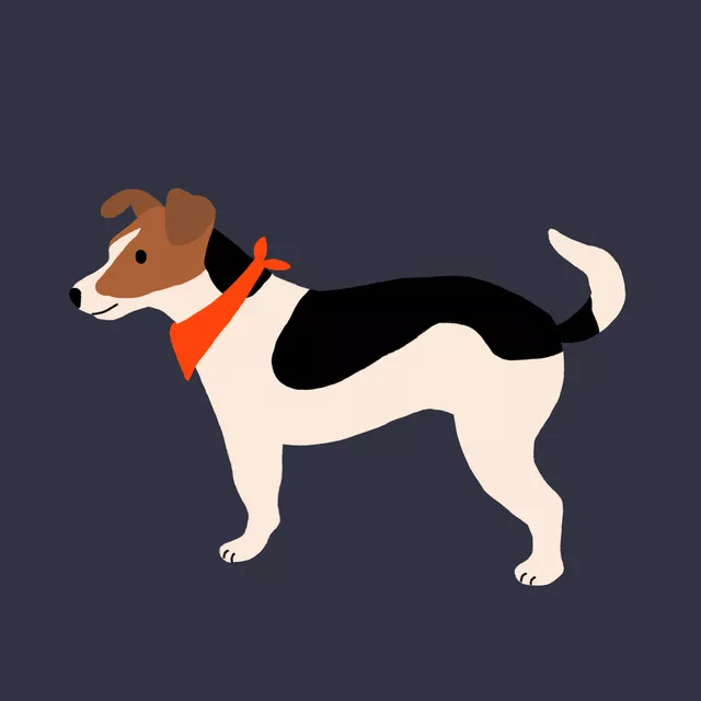 Jack Russell Terrier