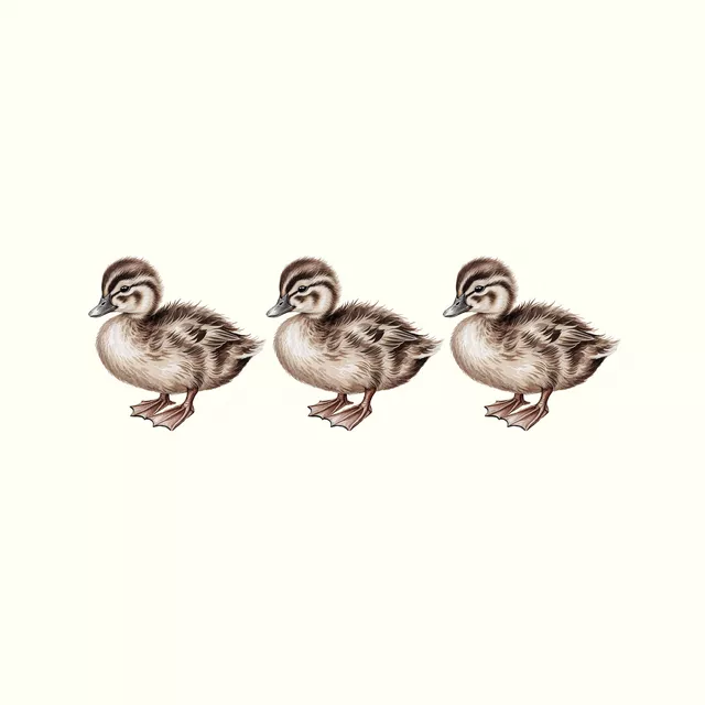 Kissen Enten Klein Küken Coquette
