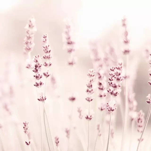 Kissen Lavendel Beige