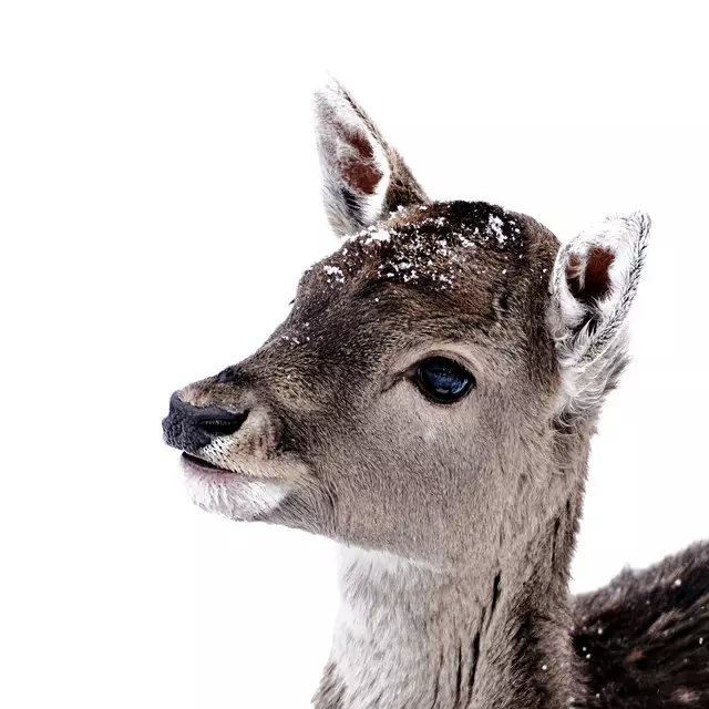 Geschirrtücher Rehkitz im Winter 2