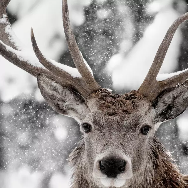 Geschirrtücher Hirsch im Schnee