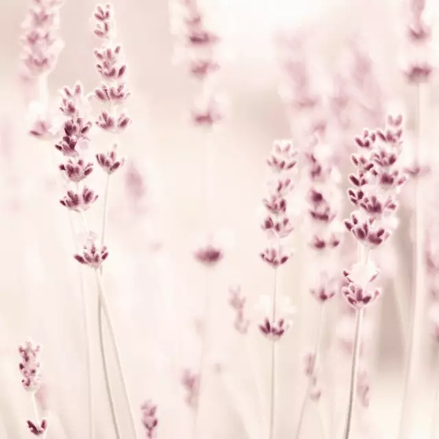 Tischdecke Lavendel Beige