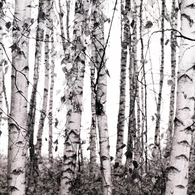 Geschirrtücher Birken im Wald