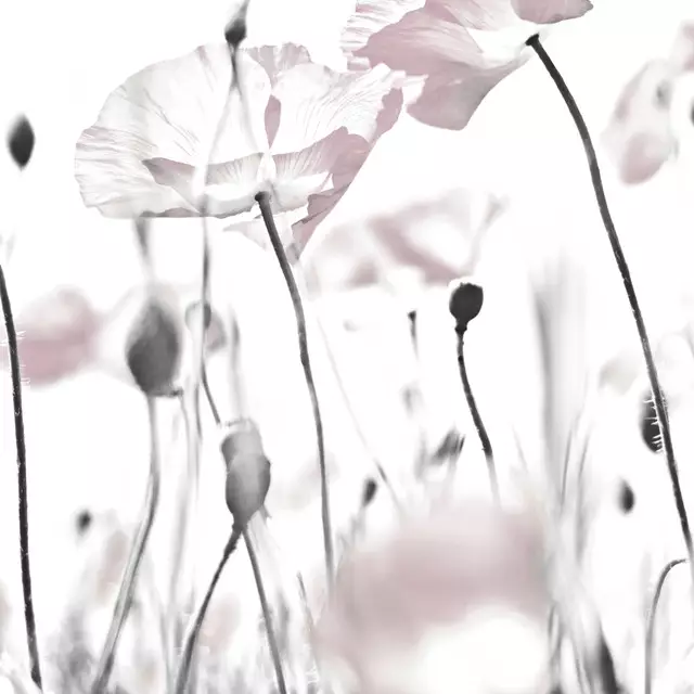 Mohnblumen in Weiss
