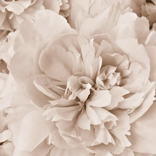 Kissen Blüten in Beige