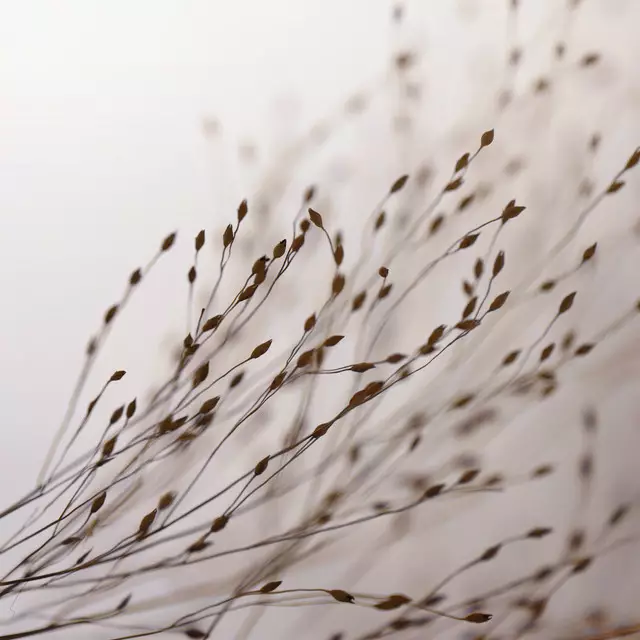 Kissen Braunes Gras im Schattenspiel