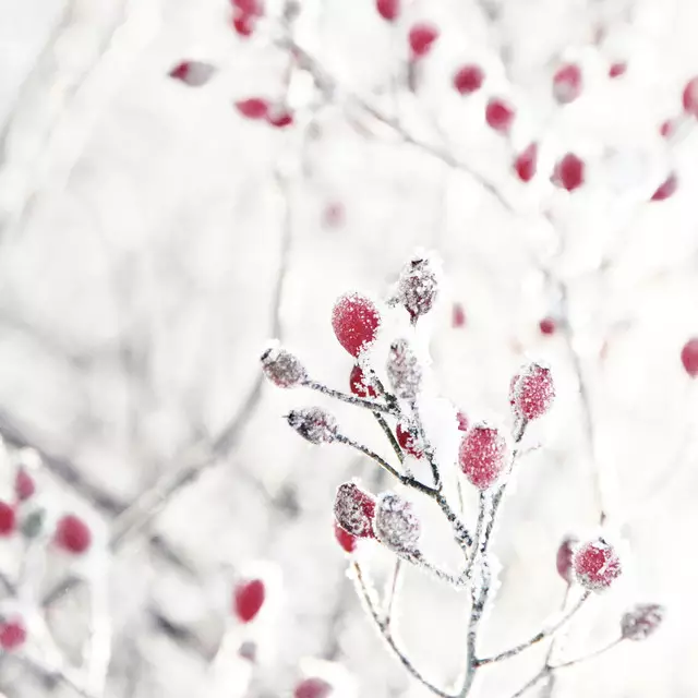 Tischdecke Hagebutten Winter