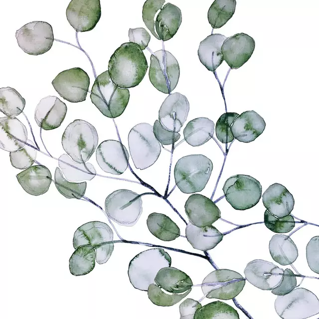 Dekovorhang Eukalyptus Watercolor