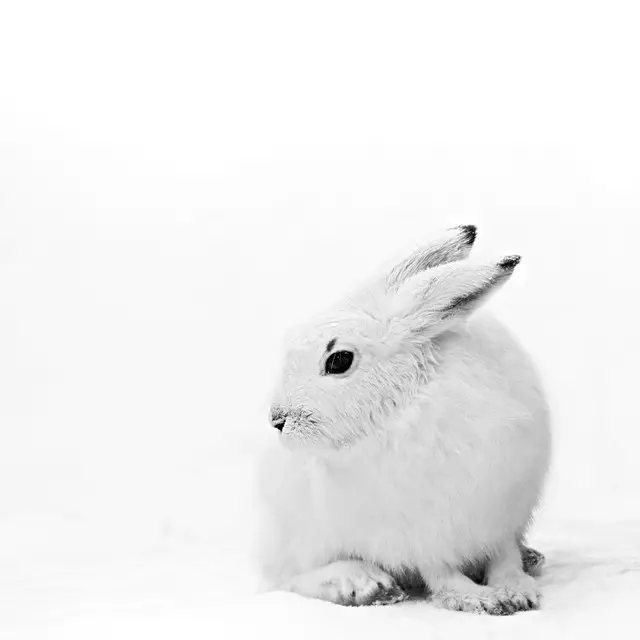 Bettwäsche Schneehase im Winter