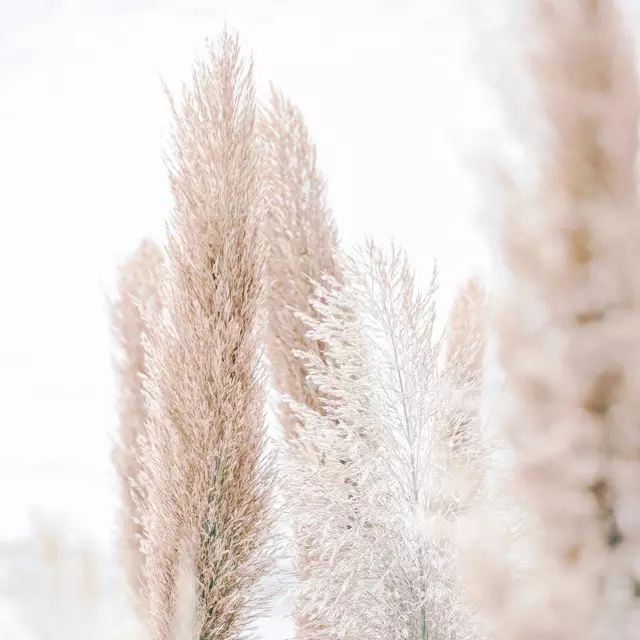 Kissen Pampas Gras Madeira