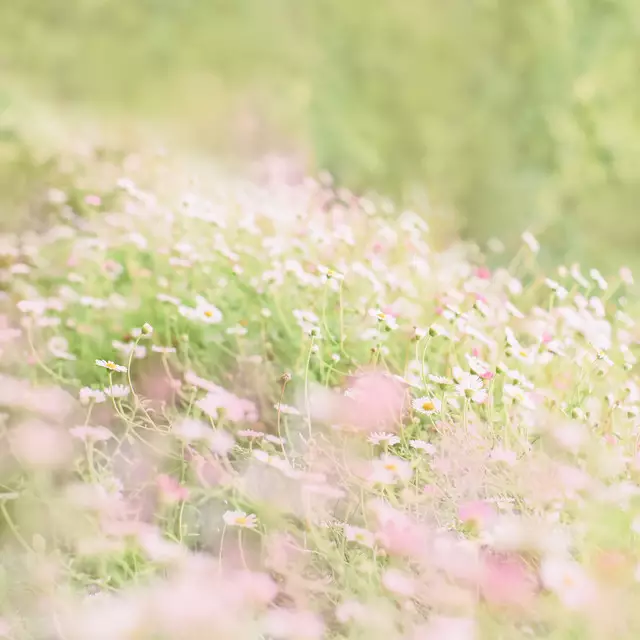 Kissen Spring Daisy flowers
