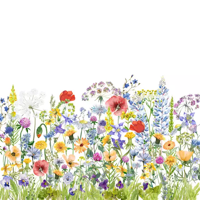 Sommer Wildblumen