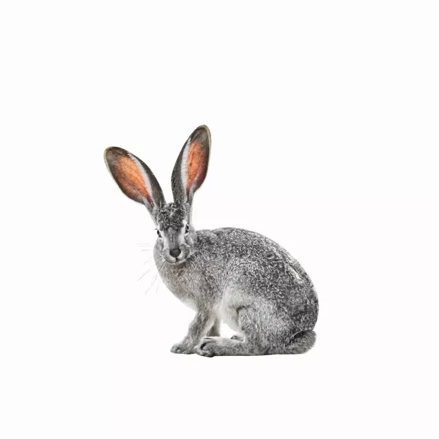 Geschirrtücher Osterhase
