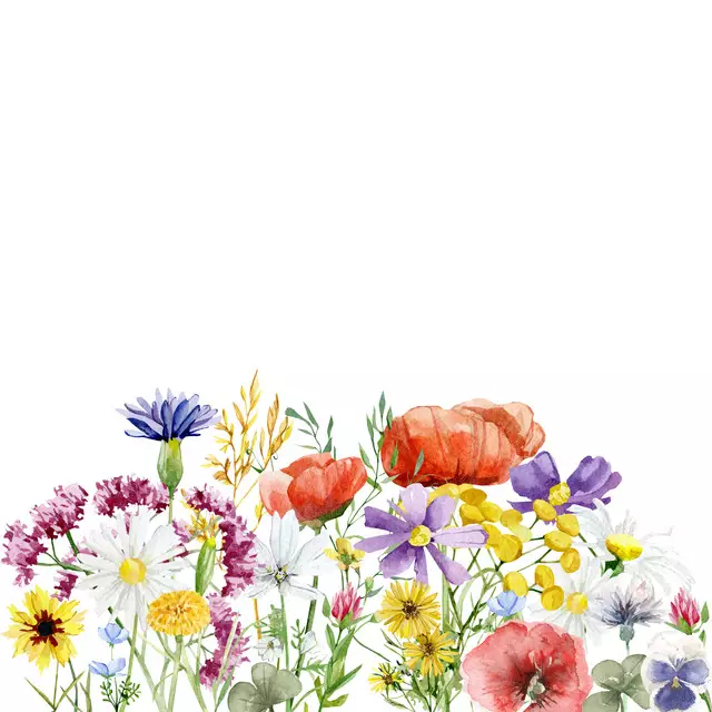 Blumenwiese