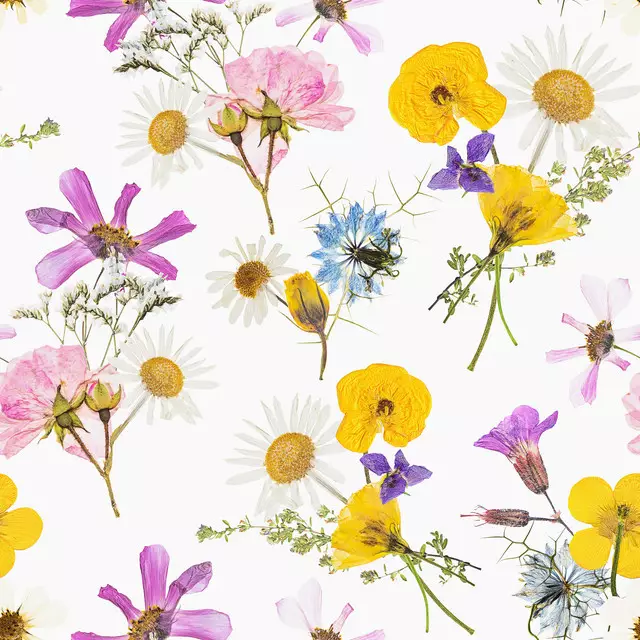 Wildblumen Mittsommer