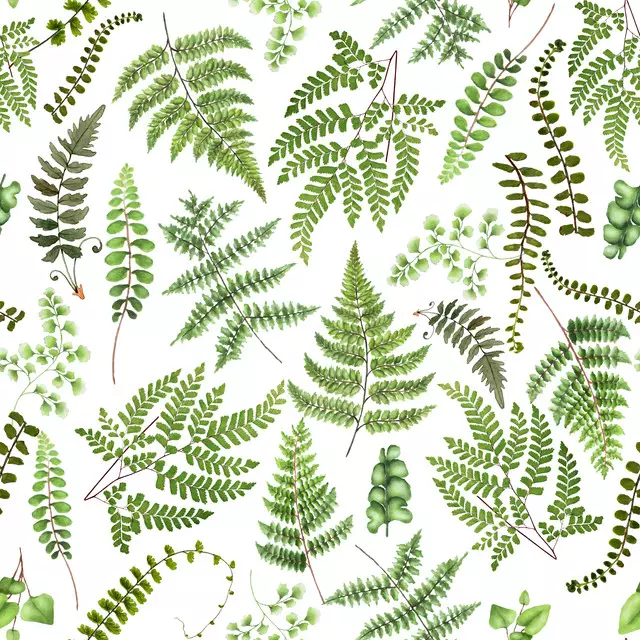 Wald Farn