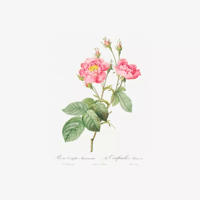 Kissen Antike Sommer Rosen  1
