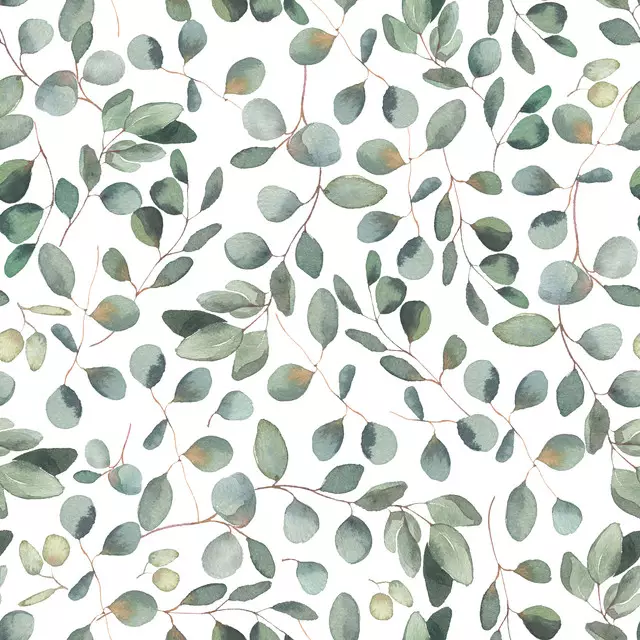 Silber Eukalyptus Blätter