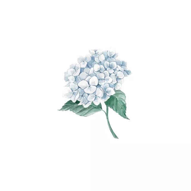 Kissen Hortensie Aquarell