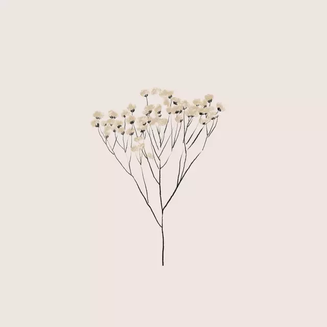 Geschirrtücher Dried Flower