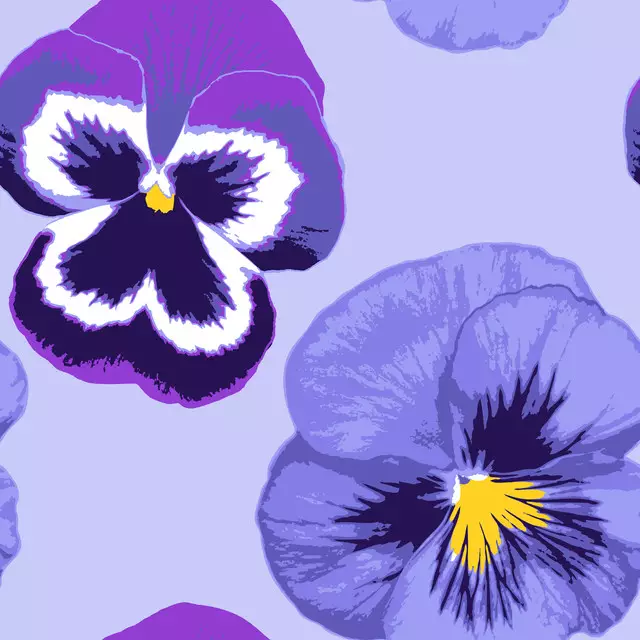 Viola