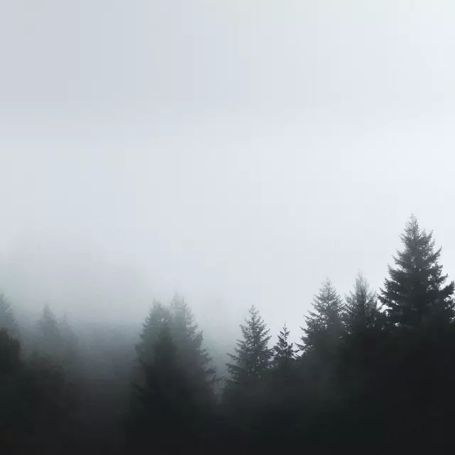 Geschirrtücher Winter Tannen Wald