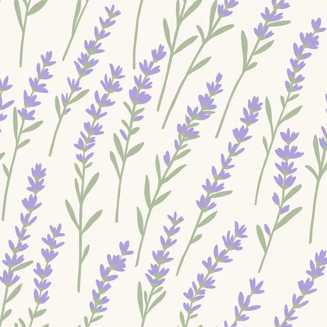 Lavendel Wiese