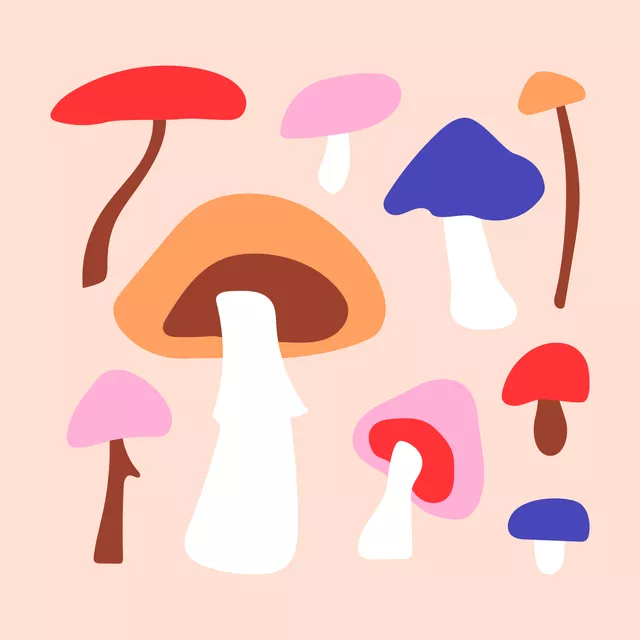 Kissen Mushrooms in my Kitchen