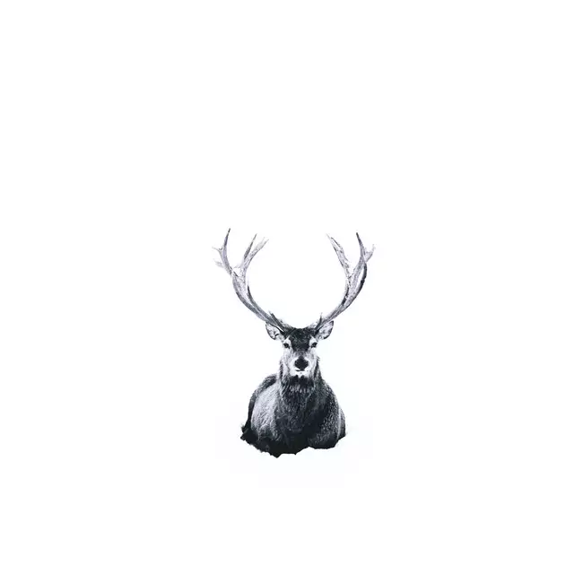 Tischset Hirsch im Schnee