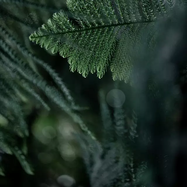 Kissen Winter Branches 11