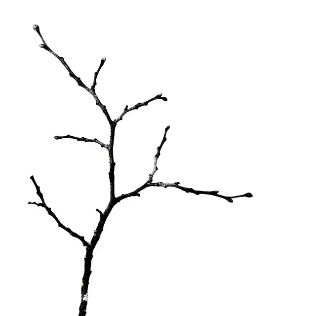 Servietten Winter Branches 17