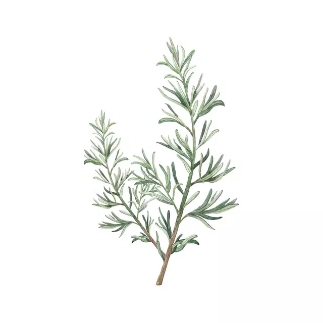 Kissen Rosmarinzweig weiß groß