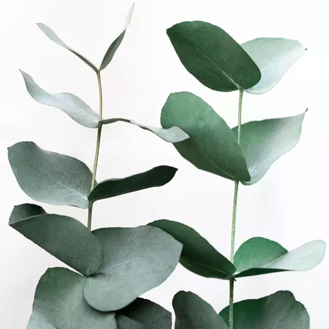 Bettwäsche Eucalyptus 5